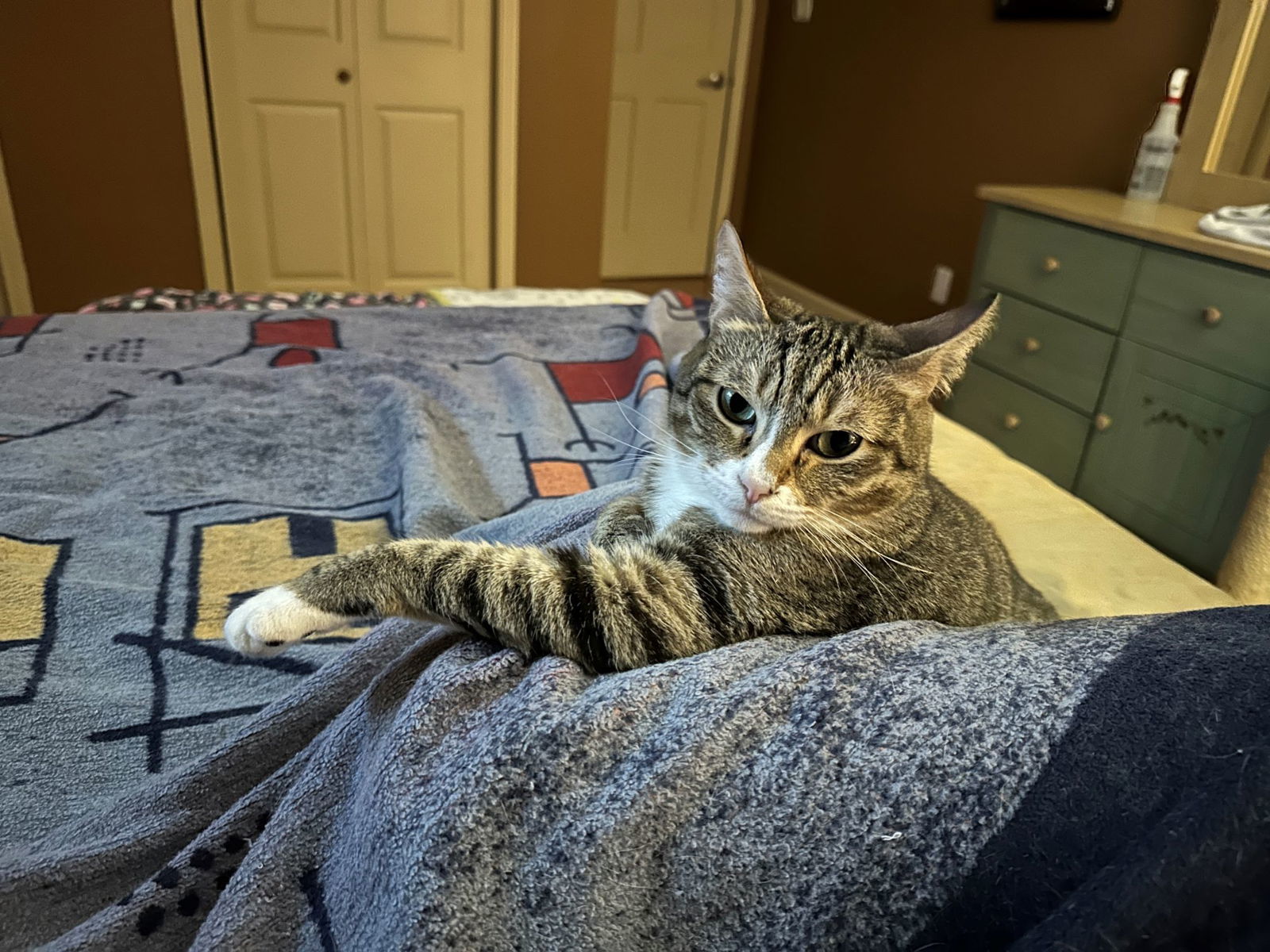 Soki, an adoptable Domestic Short Hair in Kohler, WI, 53044 | Photo Image 2