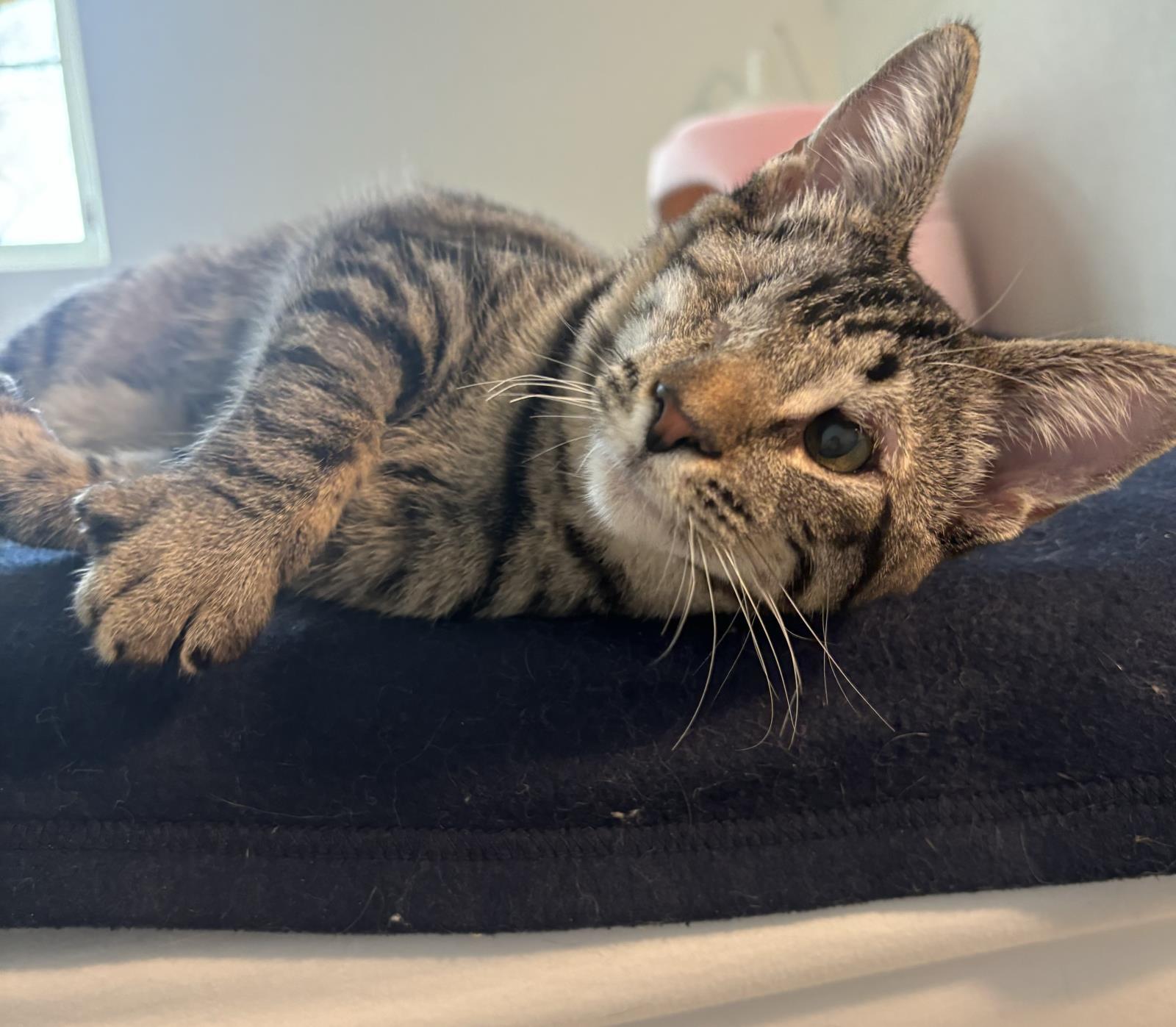 Eden, an adoptable Domestic Short Hair in Lincoln, CA, 95648 | Photo Image 1