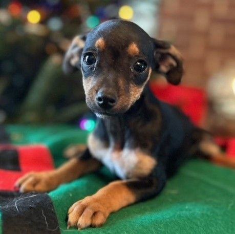 Min pin hot sale chiweenie mix