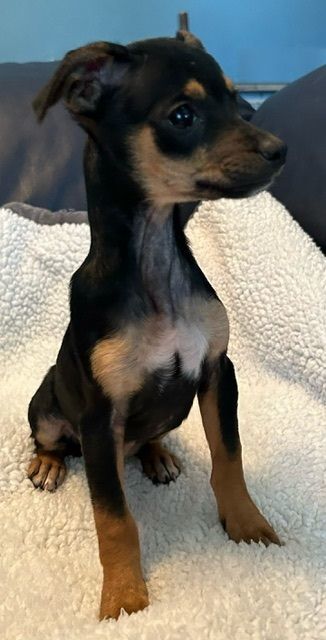 Maltese mini 2024 pinscher mix