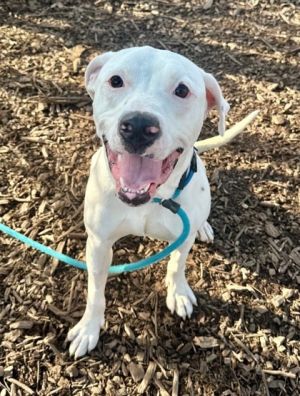 Meet Ice Tray He is a cute playful petite pup at 45 lbs Ice Tray loves toys