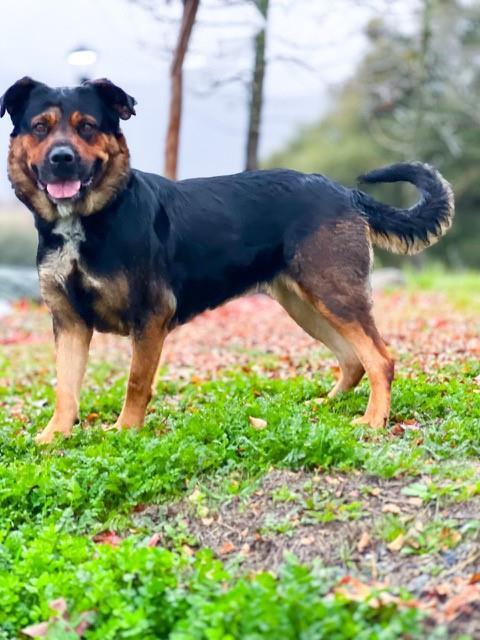 BAILEY-A056908, an adoptable Rottweiler, Mixed Breed in San Andreas, CA, 95249 | Photo Image 1