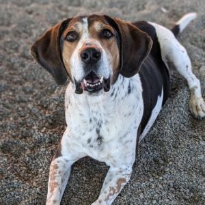 Im Copper Yep Im a hound mix breed so I like to howl and bark at everything and everyone SHS