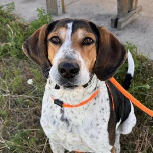 Im Copper Yep Im a hound mix breed so I like to howl and bark at everything and everyone SHS
