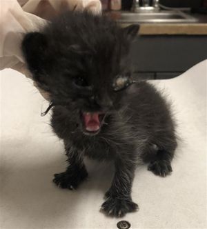 CHERRY Domestic Short Hair Cat