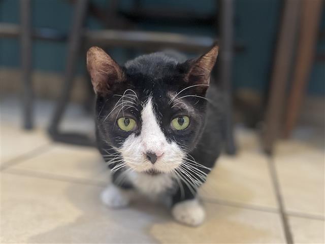 MOKO, an adoptable Domestic Short Hair in Tucson, AZ, 85745 | Photo Image 1