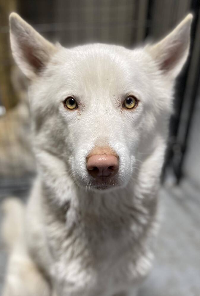 Nix *READ ENTIRE DESCRIPTION*, an adoptable Alaskan Malamute, Husky in Spokane, WA, 99205 | Photo Image 1