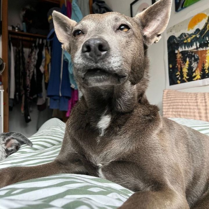 Silver muzzle adoptable dogs sales