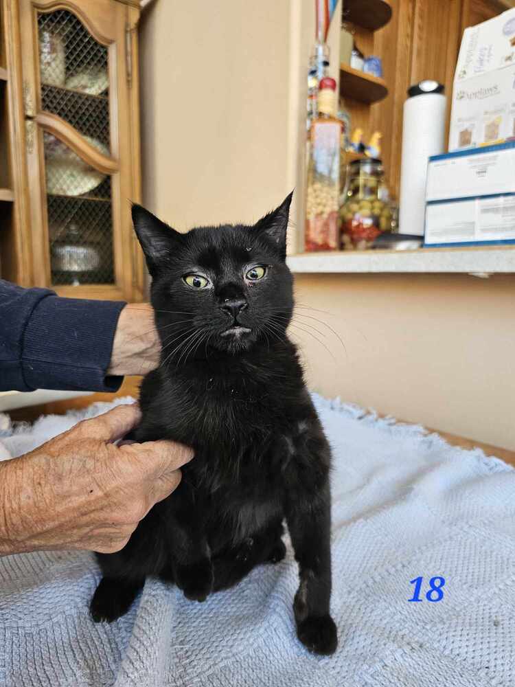 Bagheera, an adoptable Domestic Short Hair in Albuquerque, NM, 87111 | Photo Image 1