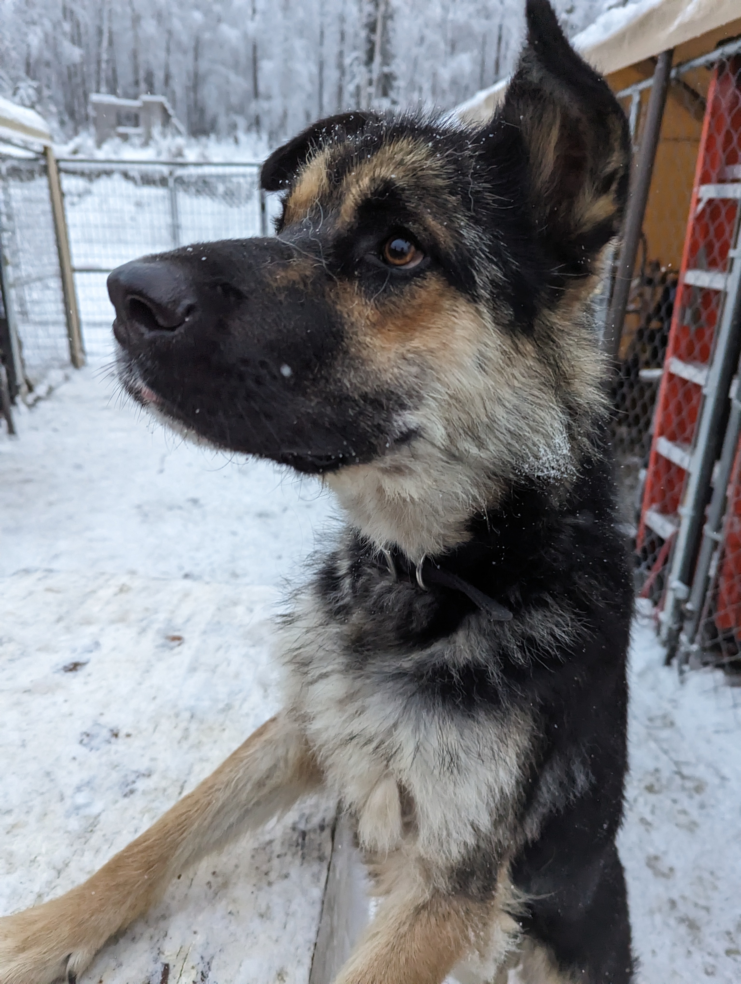 Rocco, an adoptable German Shepherd Dog in Wasilla, AK, 99623 | Photo Image 1