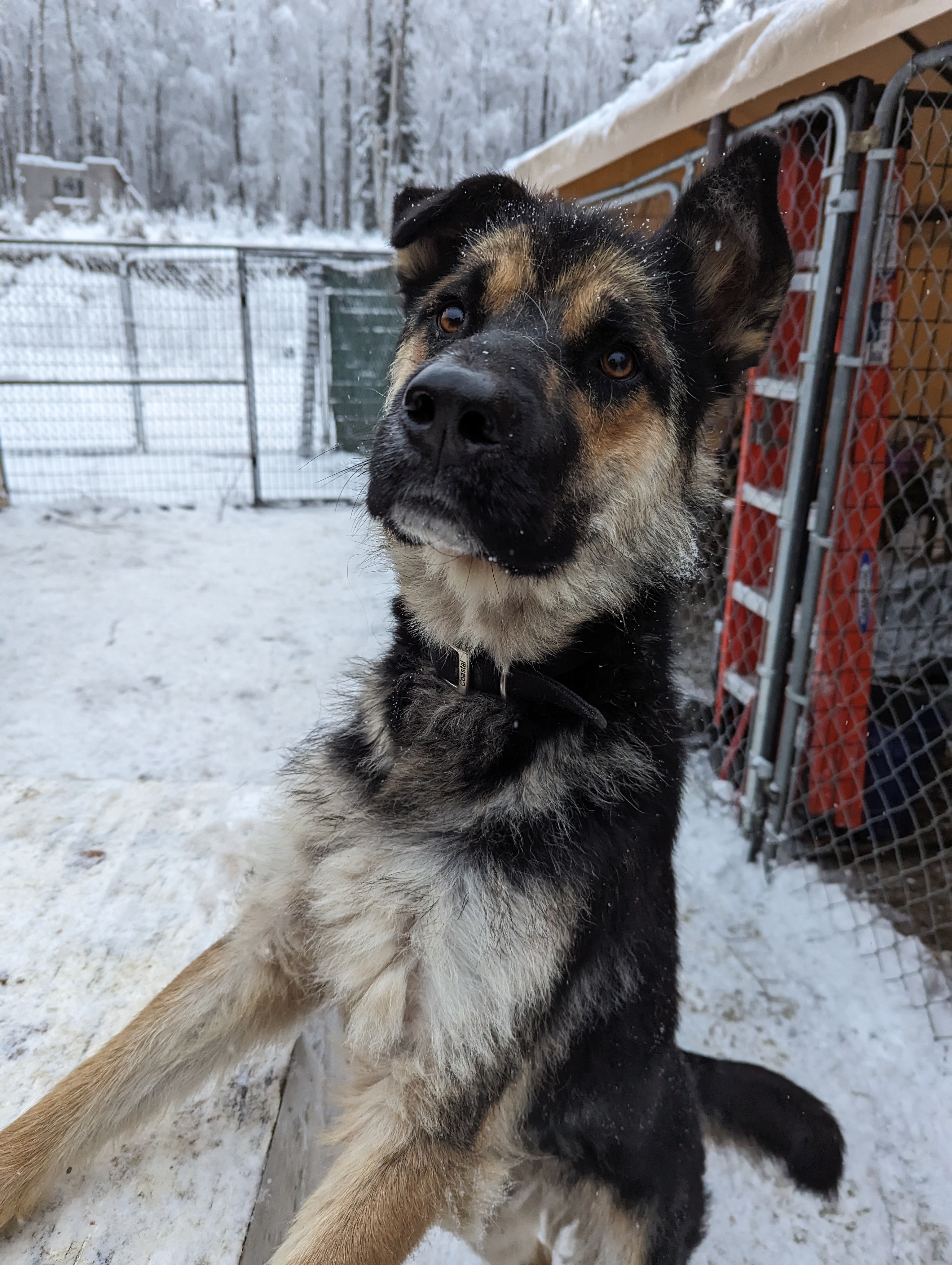 Rocco, an adoptable German Shepherd Dog in Wasilla, AK, 99623 | Photo Image 2