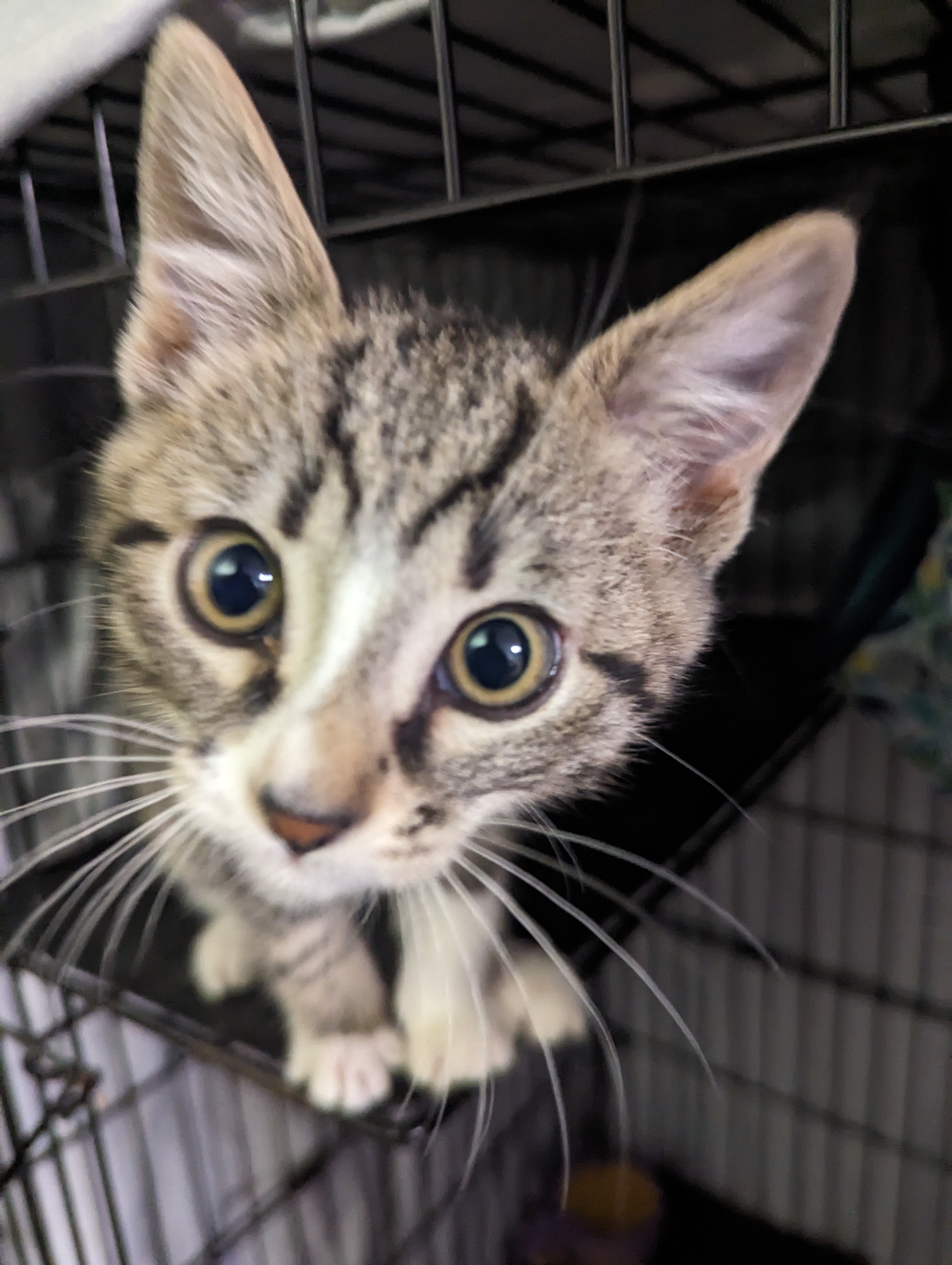 HiJinks, an adoptable Domestic Short Hair in Wasilla, AK, 99623 | Photo Image 2