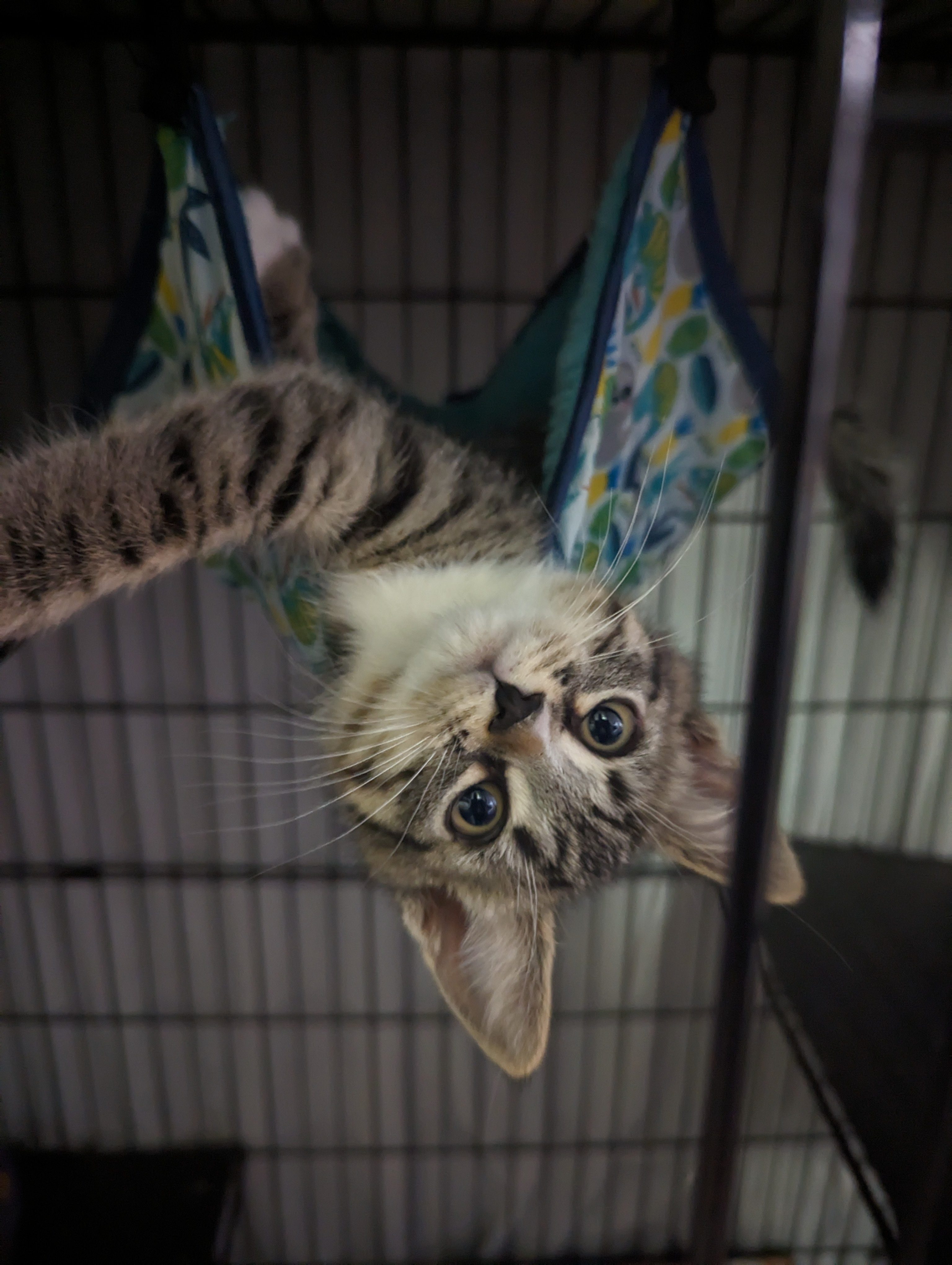 Tom Foolery, an adoptable Domestic Medium Hair in Wasilla, AK, 99623 | Photo Image 1