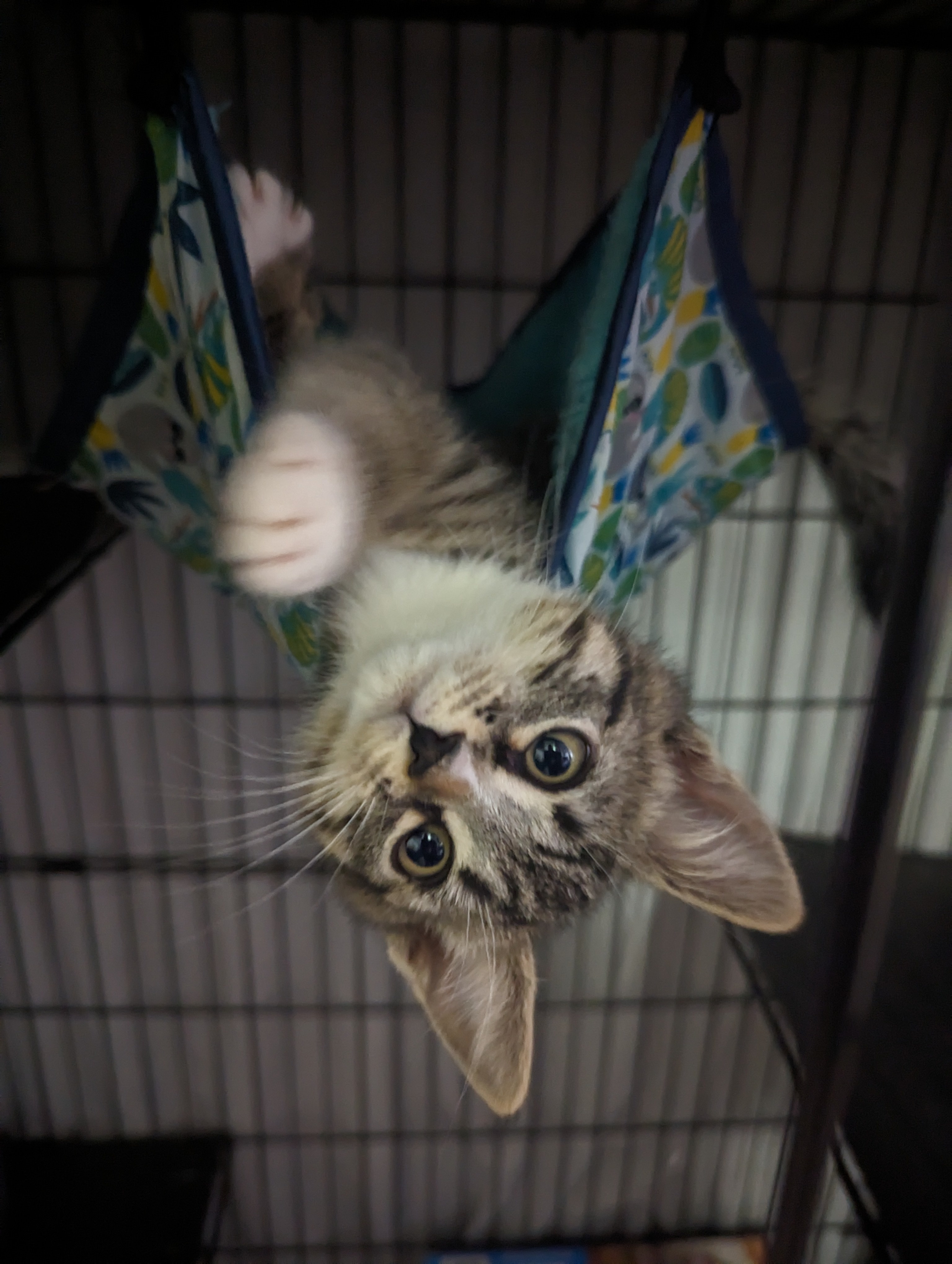 Tom Foolery, an adoptable Domestic Medium Hair in Wasilla, AK, 99623 | Photo Image 2