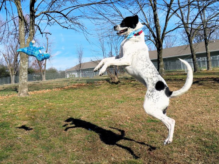Great dane jumping clearance fence