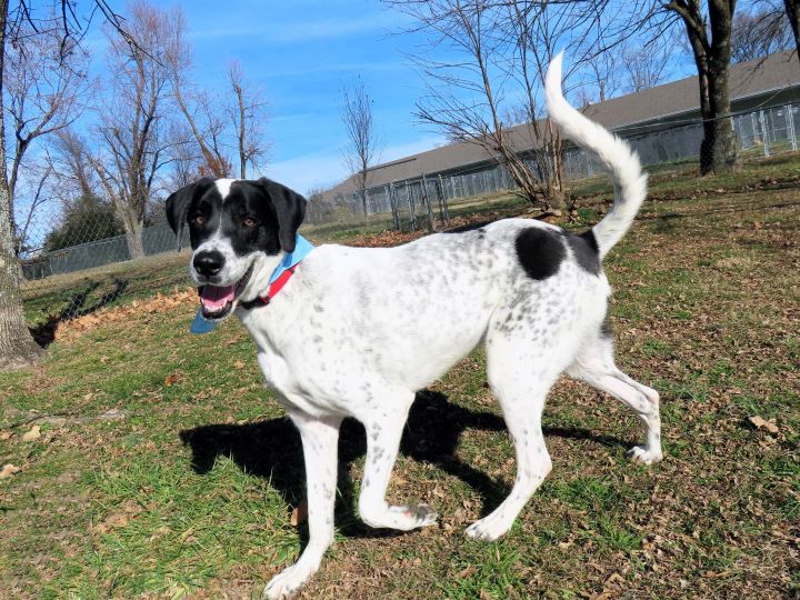 Great dane pointer store mix