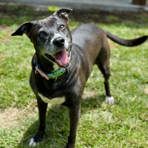 GoGo's Litter: Mama Ginger, an adoptable Mixed Breed in Keaau, HI, 96749 | Photo Image 1