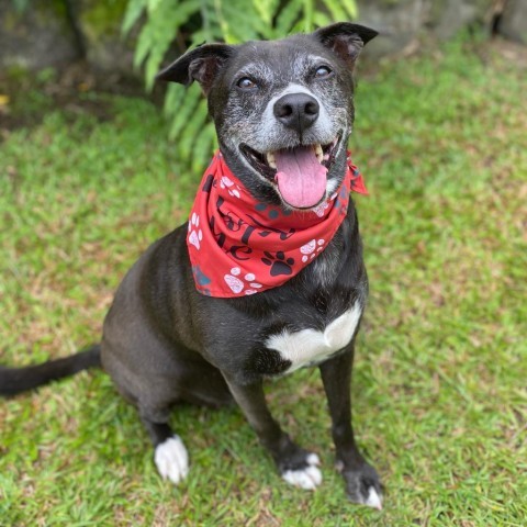 GoGo's Litter: Mama Ginger, an adoptable Mixed Breed in Keaau, HI, 96749 | Photo Image 2