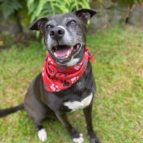 GoGo's Litter: Mama Ginger, an adoptable Mixed Breed in Keaau, HI, 96749 | Photo Image 3