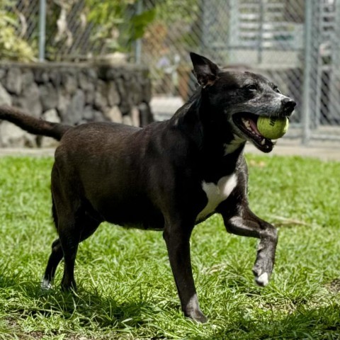 GoGo's Litter: Mama Ginger, an adoptable Mixed Breed in Keaau, HI, 96749 | Photo Image 4