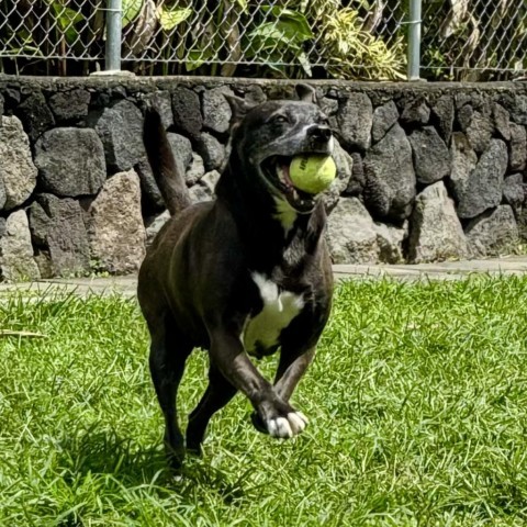 GoGo's Litter: Mama Ginger, an adoptable Mixed Breed in Keaau, HI, 96749 | Photo Image 5