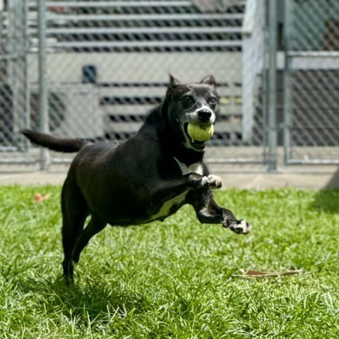 GoGo's Litter: Mama Ginger, an adoptable Mixed Breed in Keaau, HI, 96749 | Photo Image 6