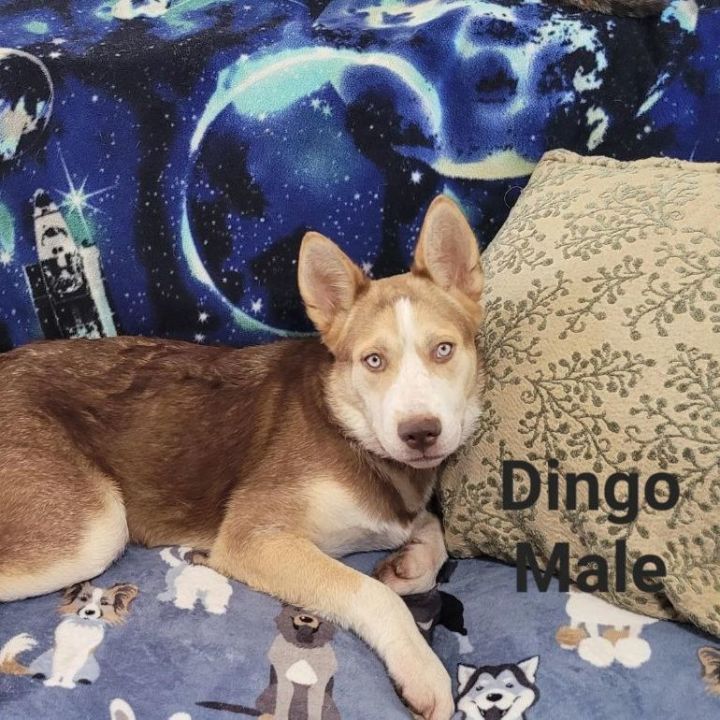 Husky store cross dingo