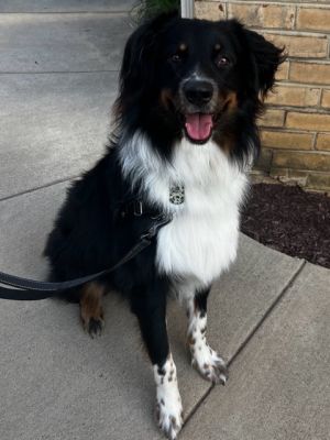 Australian shepherd rescue mid 2024 atlantic