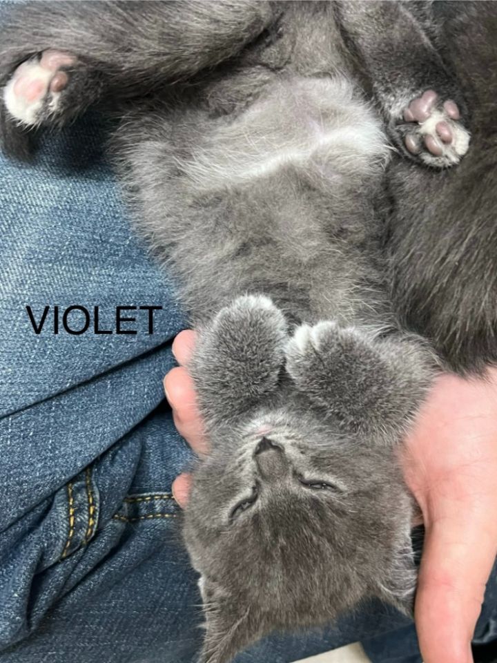 Violet 3