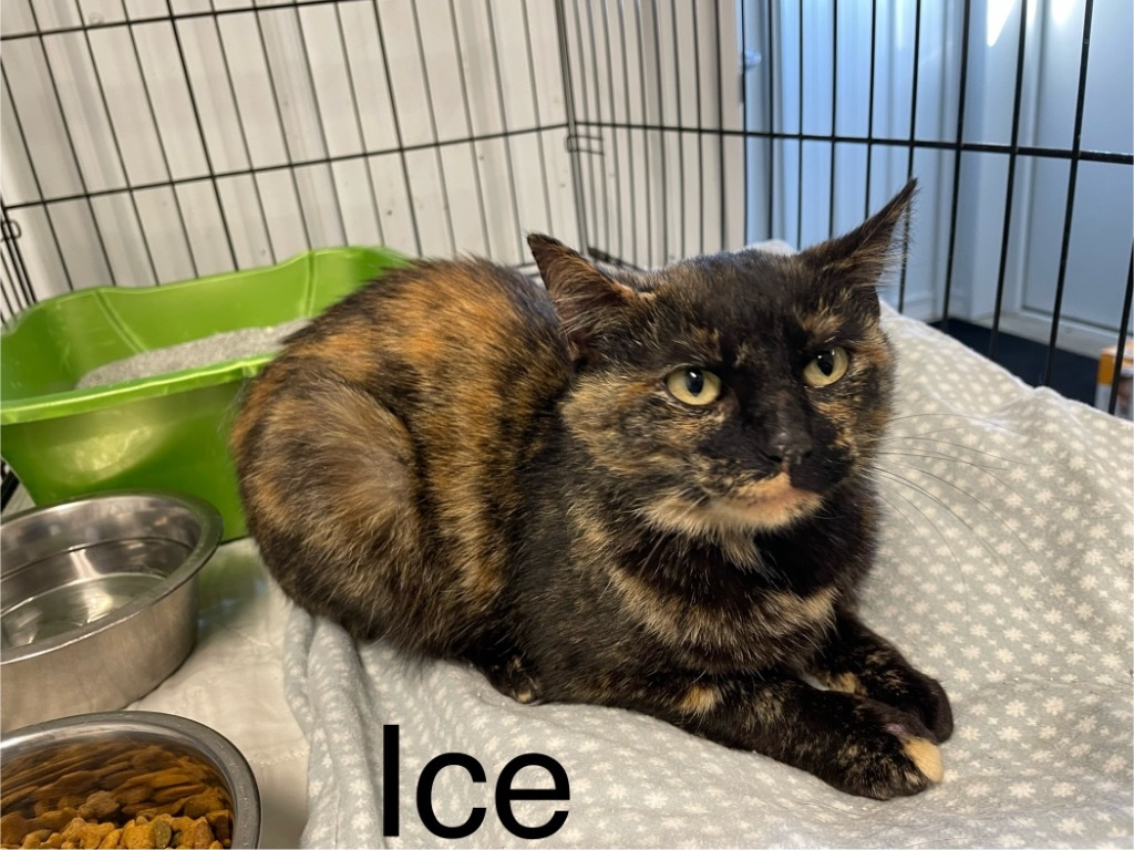 Ice