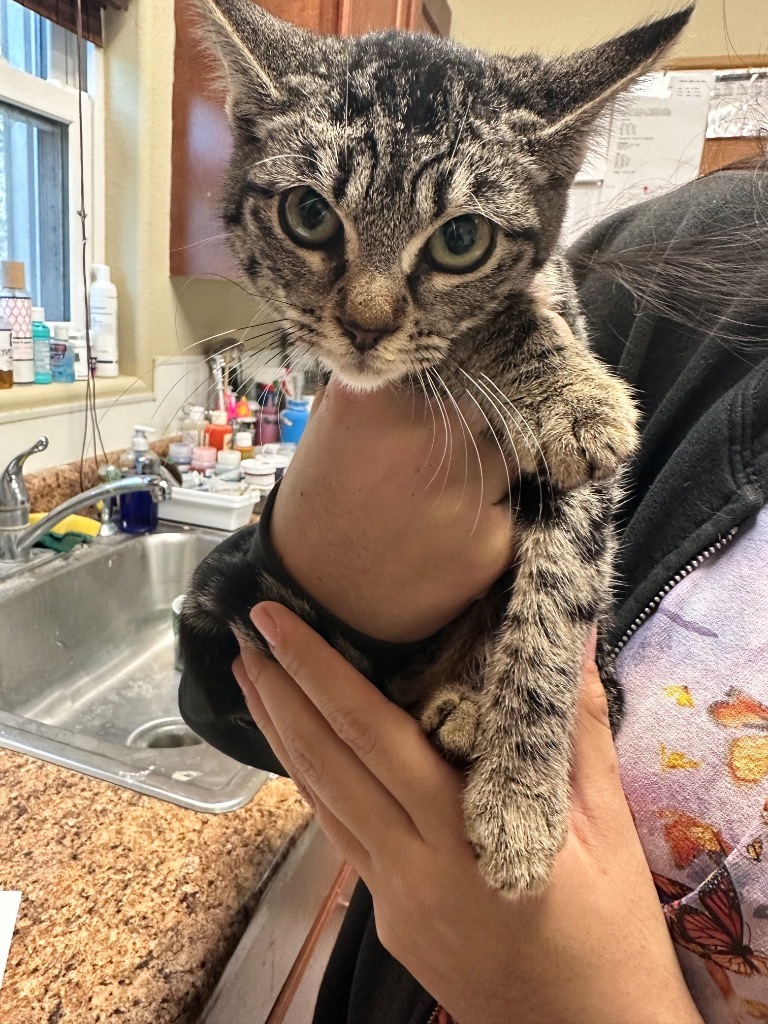 Kay, an adoptable American Shorthair in Fulton, TX, 78358 | Photo Image 1