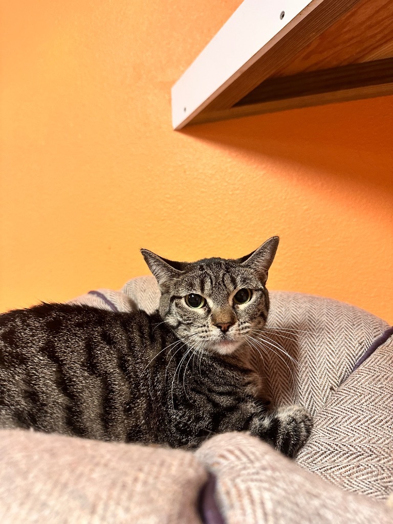 Jesscia Rabbit, an adoptable American Shorthair in Fulton, TX, 78358 | Photo Image 1