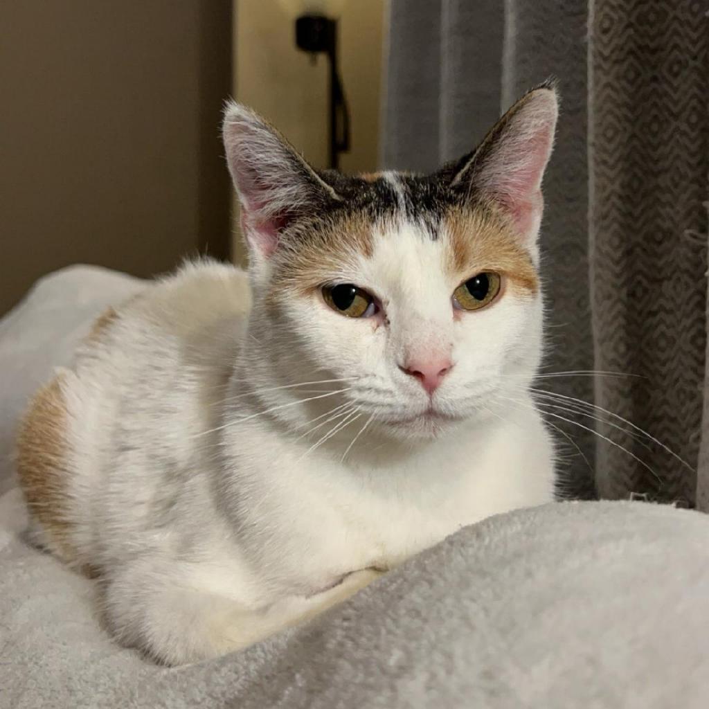 Kiki, an adoptable Domestic Short Hair in Rochester, MN, 55903 | Photo Image 1