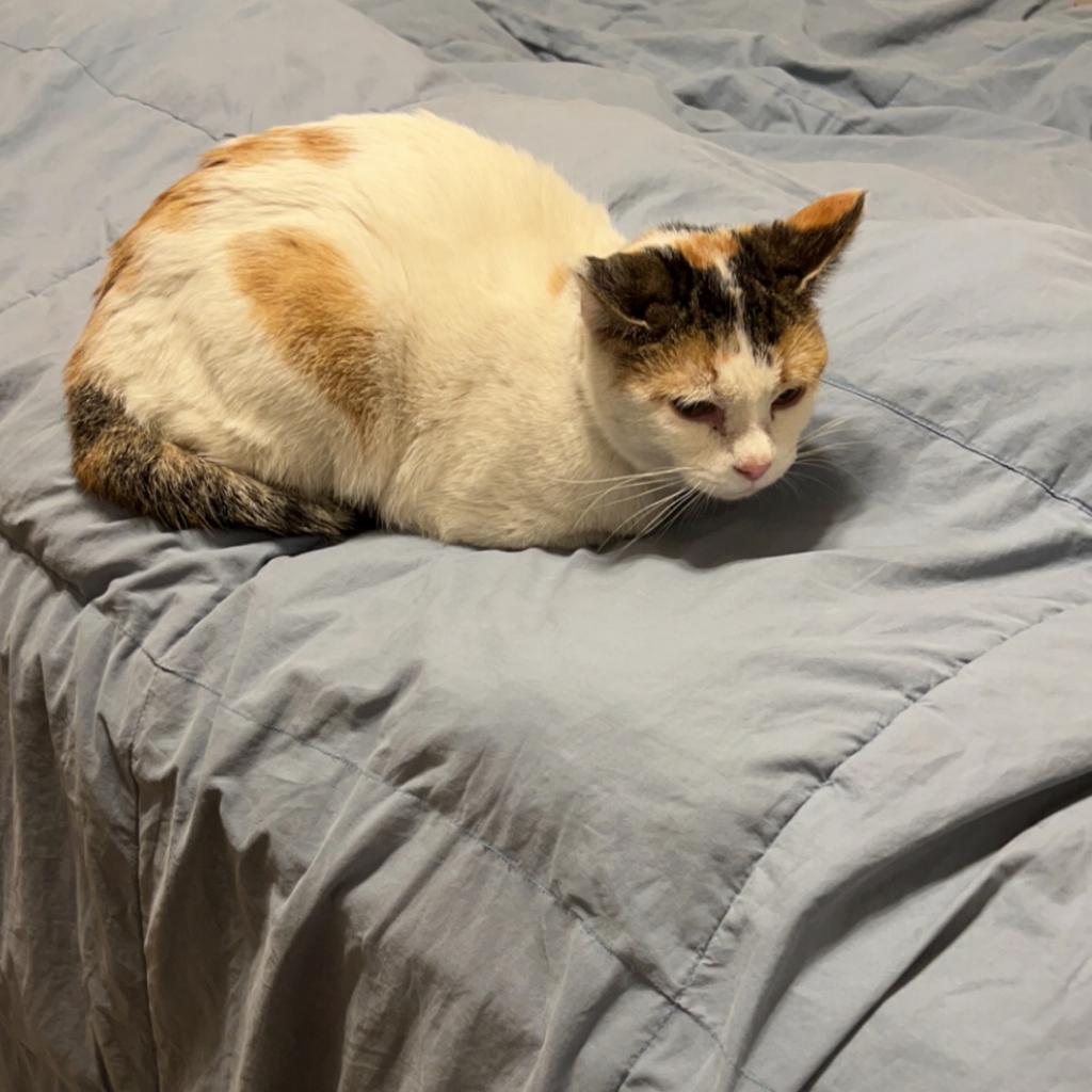 Kiki, an adoptable Domestic Short Hair in Rochester, MN, 55903 | Photo Image 2