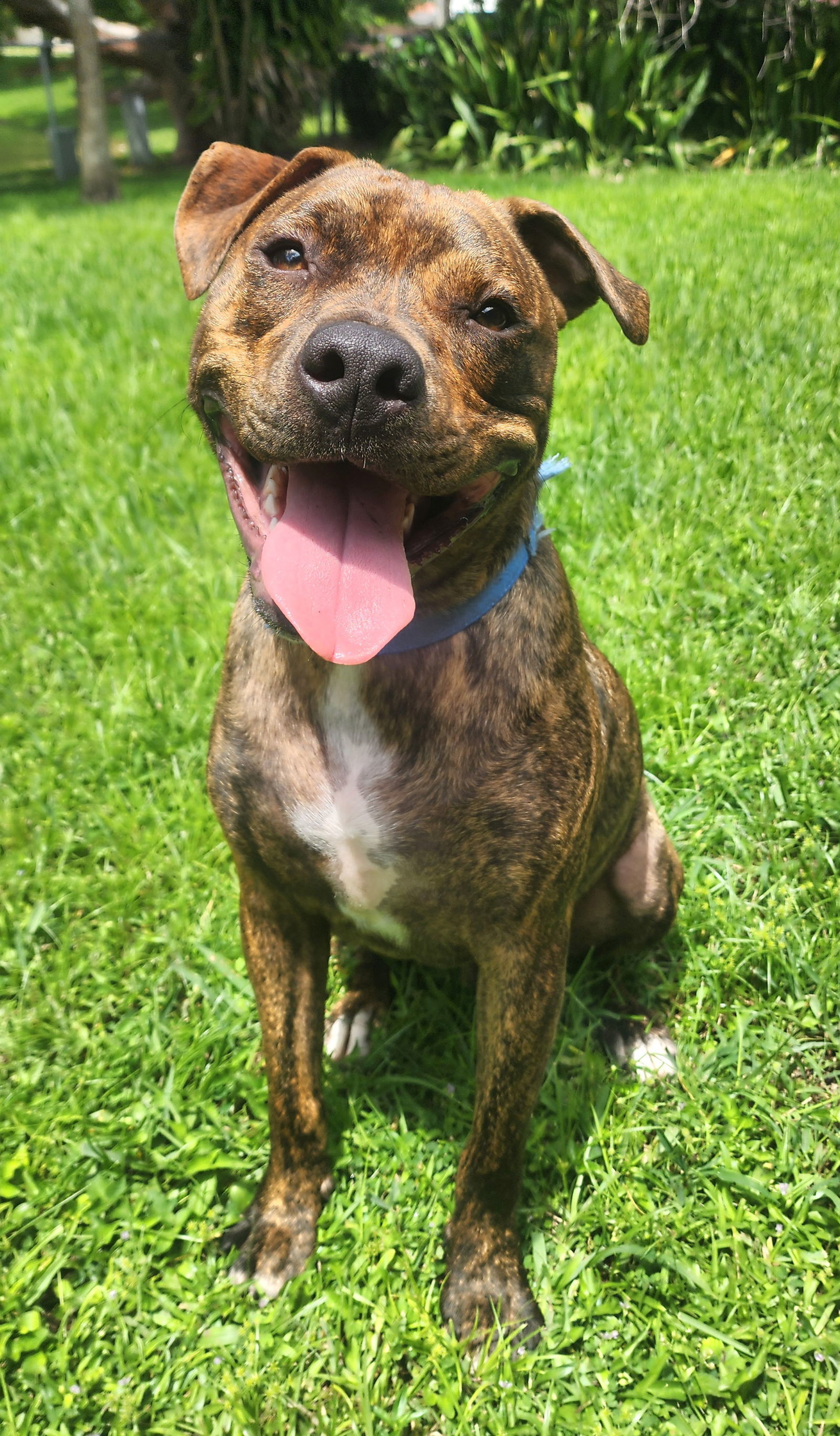 Dog for adoption Baxter, a Hound & American Staffordshire Terrier Mix