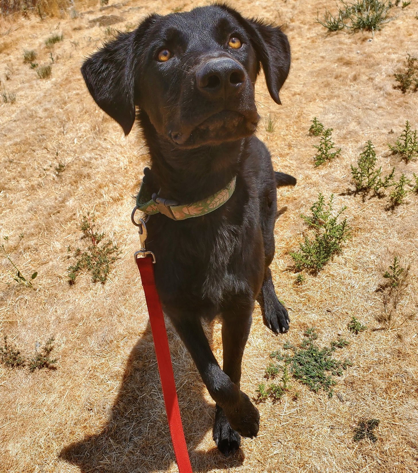 Moss, an adoptable Black Labrador Retriever, Flat-Coated Retriever in Yreka, CA, 96097 | Photo Image 1