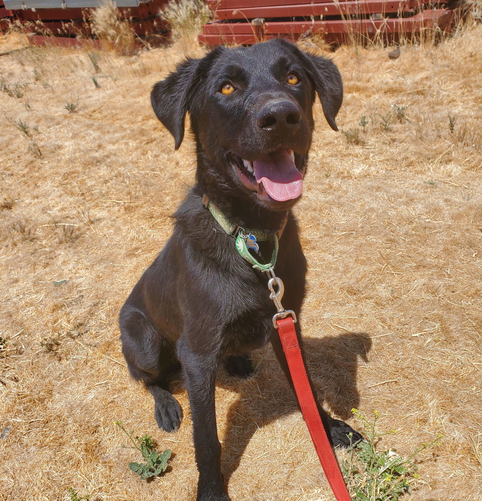 Moss, an adoptable Black Labrador Retriever, Flat-Coated Retriever in Yreka, CA, 96097 | Photo Image 2