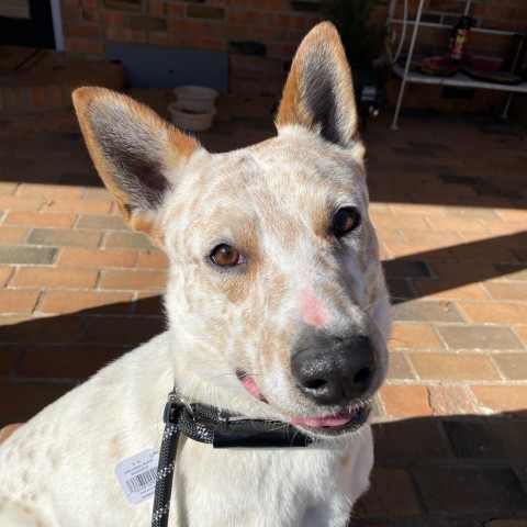 Hank, an adoptable Cattle Dog in Wadena, MN, 56482 | Photo Image 3