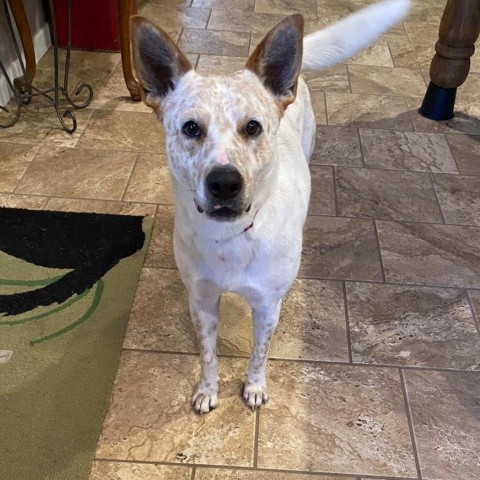 Hank, an adoptable Cattle Dog in Wadena, MN, 56482 | Photo Image 3