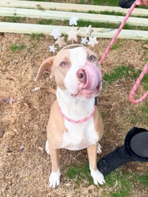 Get ready to let the good times wag with jazzy Nola the 5-year-old 58lbs girl