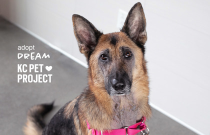 Dog for adoption - Dream, a German Shepherd Dog Mix in Kansas City, MO