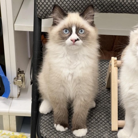 petfinder ragdoll