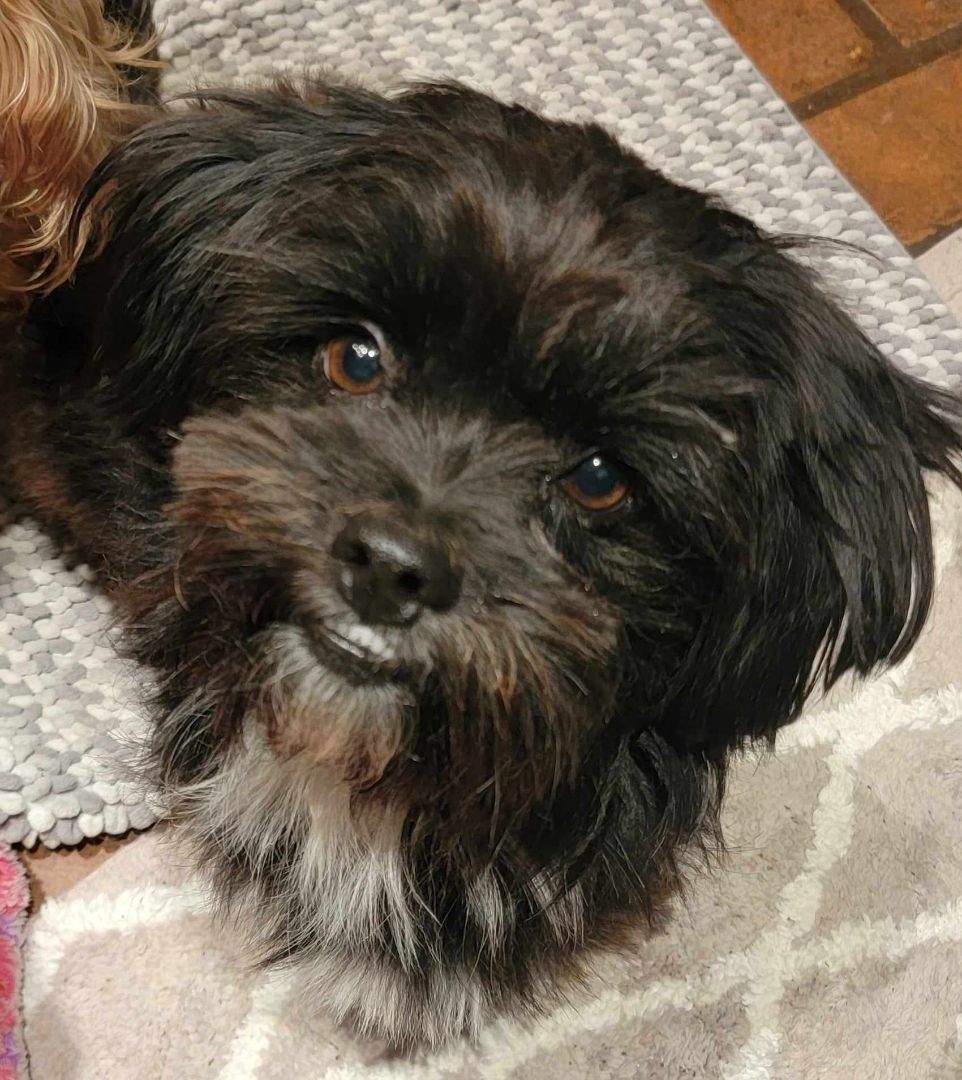 Dog for adoption Toby a Shih poo Mix in Beaumont TX Petfinder