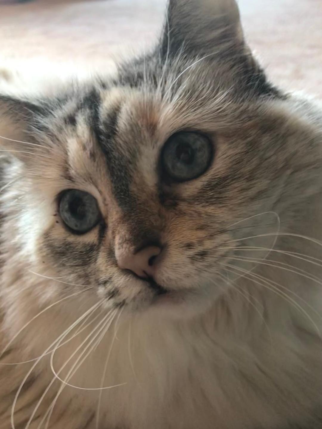 Iris, an adoptable Ragdoll in Morgan Hill, CA, 95038 | Photo Image 1