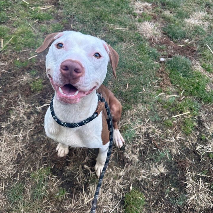 Dog for adoption - Apollo, a Pit Bull Terrier Mix in Valparaiso, IN ...