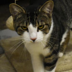 Marge, Adult Female unknown