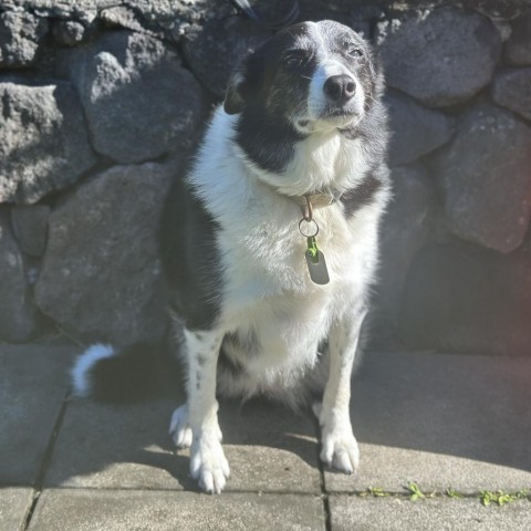 Sadie, an adoptable Border Collie in Keaau, HI, 96749 | Photo Image 1