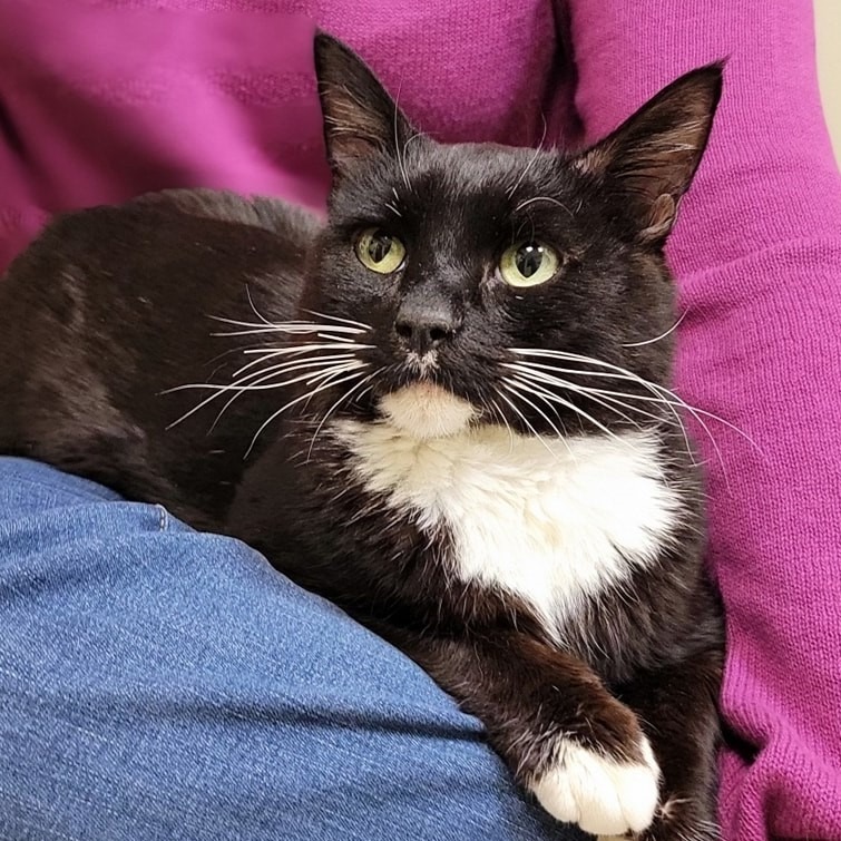 (SENIOR) Sylvester, an adoptable Domestic Medium Hair in Calistoga, CA, 94515 | Photo Image 1