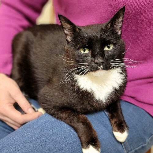 (SENIOR) Sylvester, an adoptable Domestic Medium Hair in Calistoga, CA, 94515 | Photo Image 2