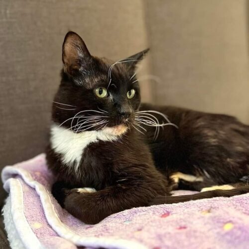 (SENIOR) Sylvester, an adoptable Domestic Medium Hair in Calistoga, CA, 94515 | Photo Image 3